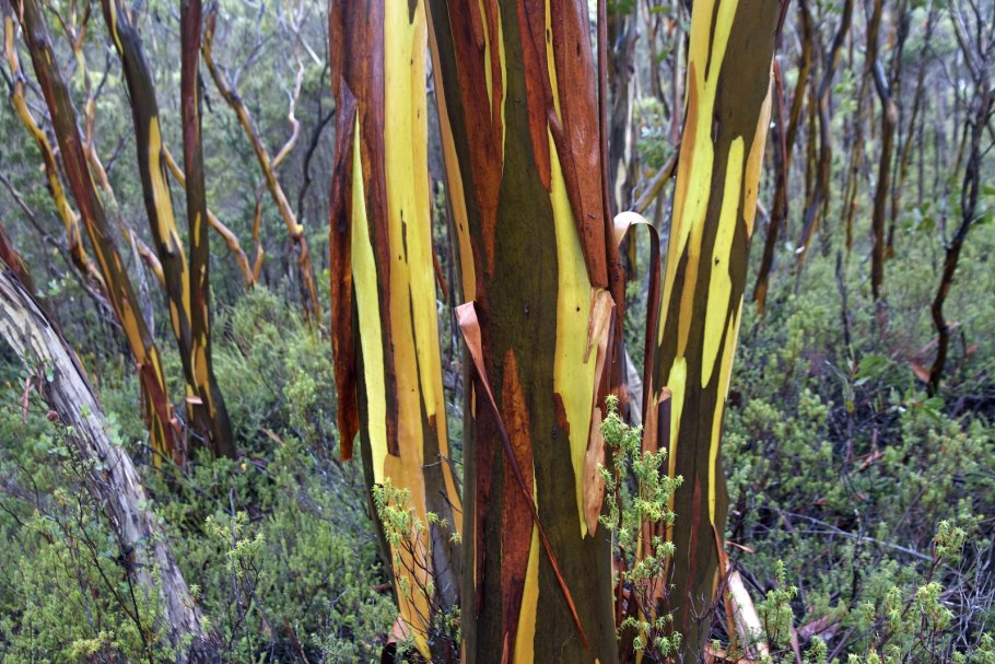 Эвкалипт Популус Голландия