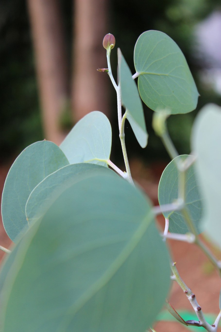 Эвкалипт яйцевидный