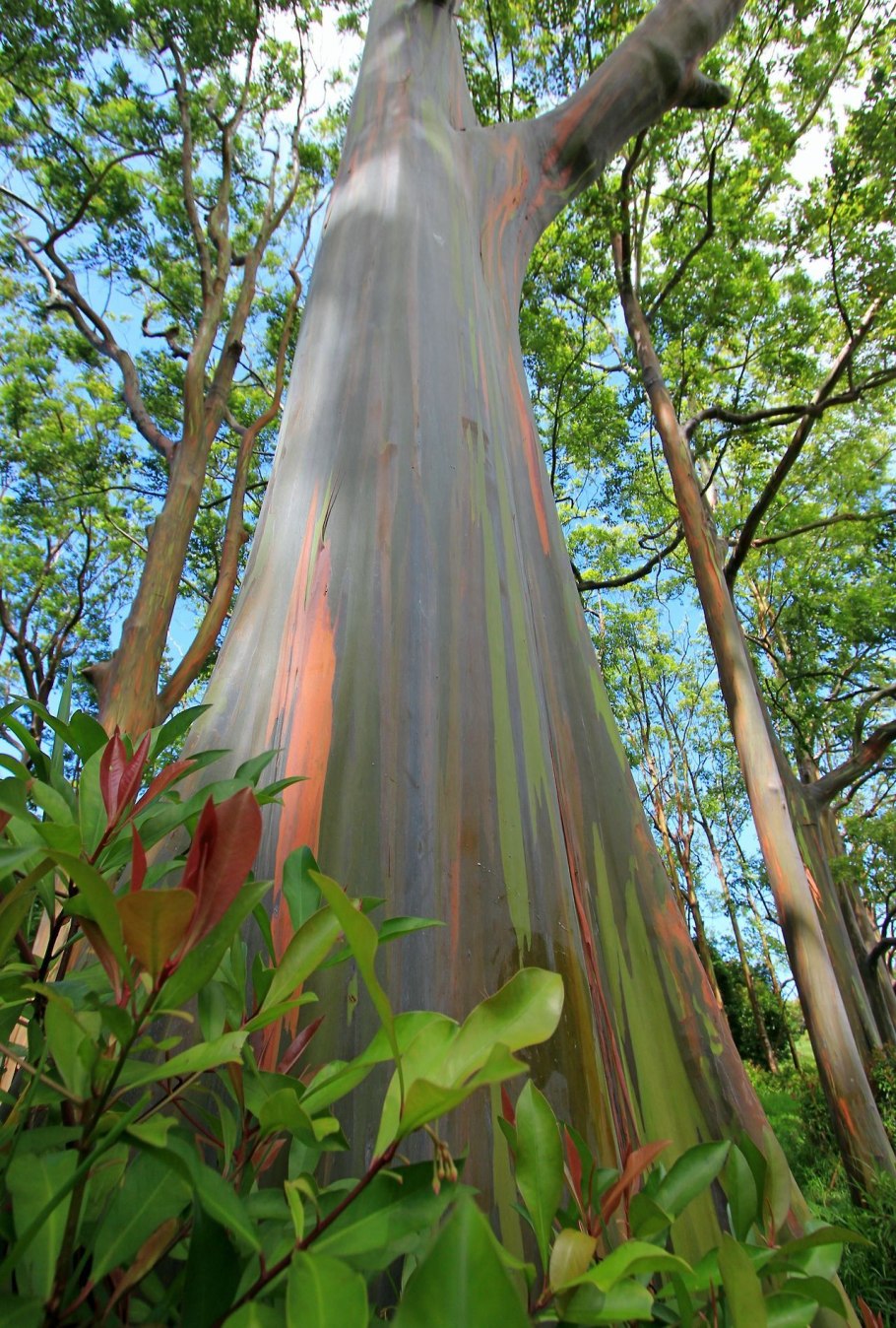 Eucalyptus polyanthemos