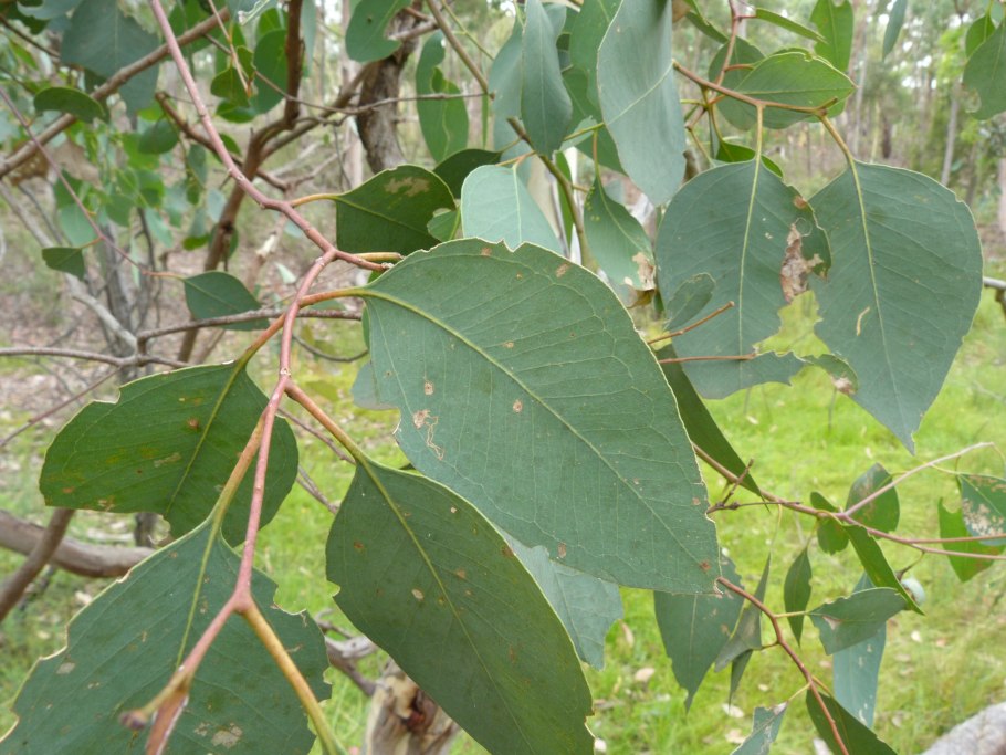 Эвкалипт белодревесный