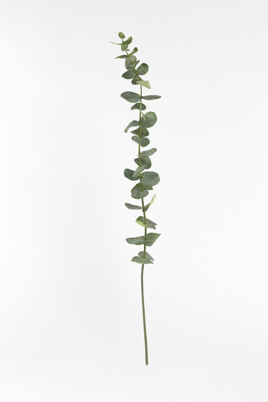 Эвкалипт круглолистный