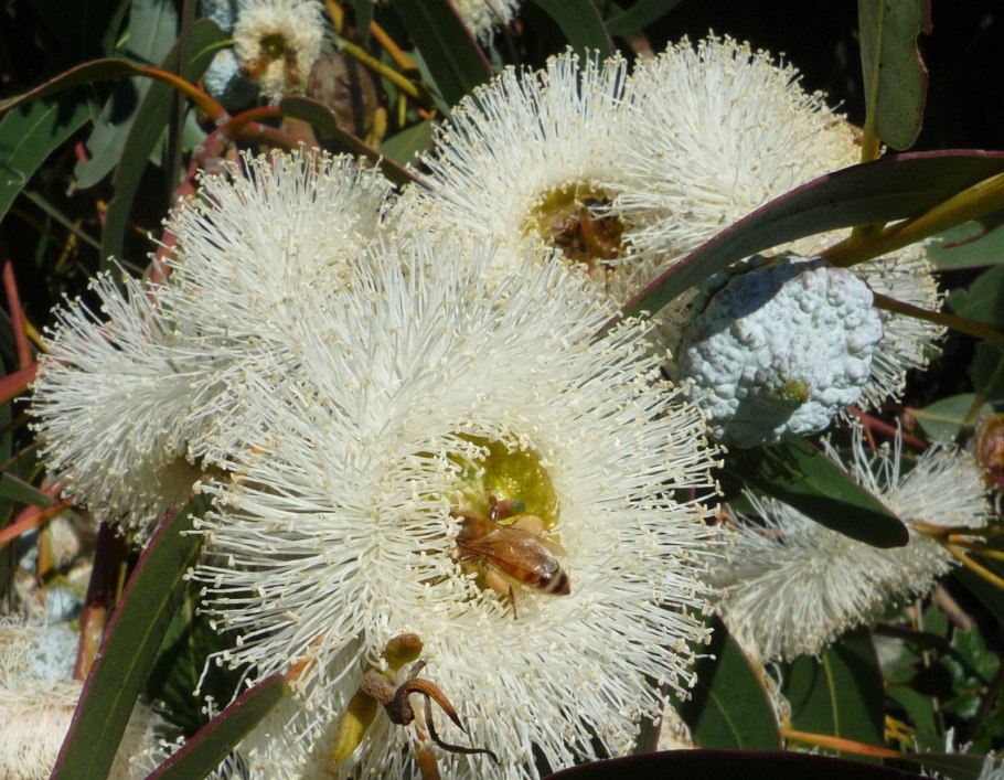 Эвкалипт gunnii