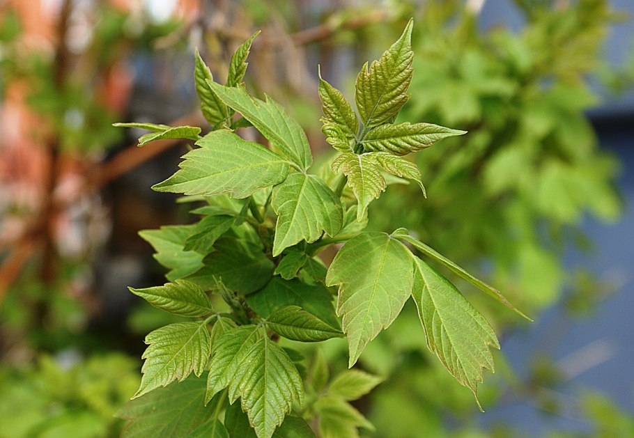 Американский ясенелистный клён побеги