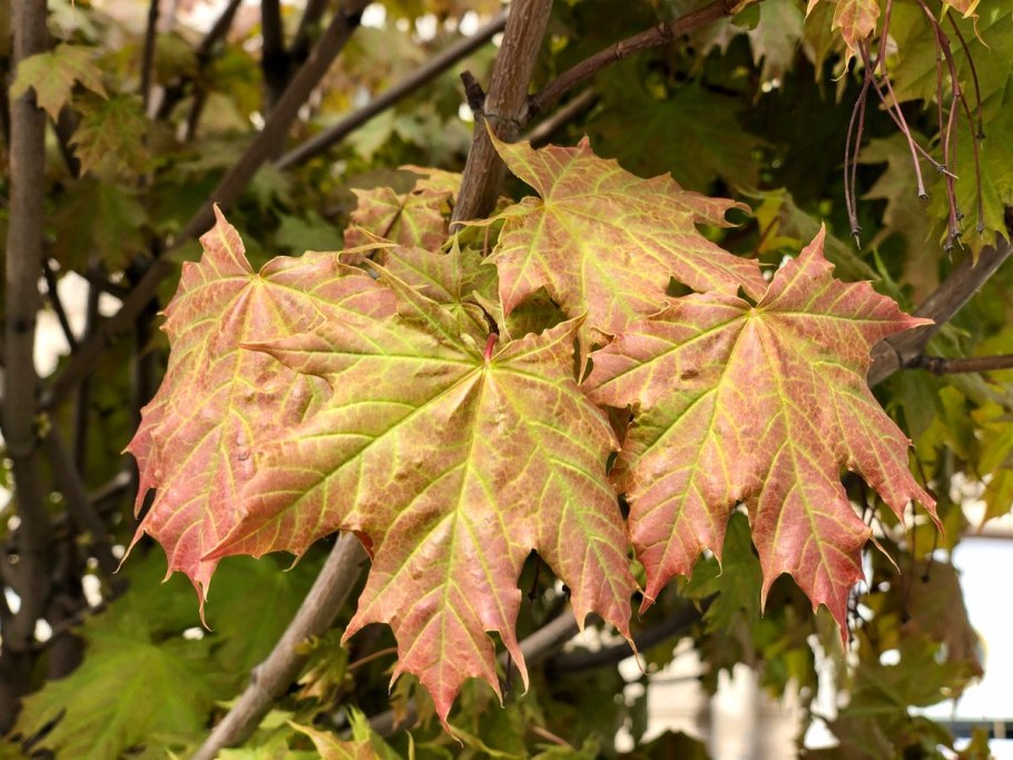 Клен ясенелистный побег