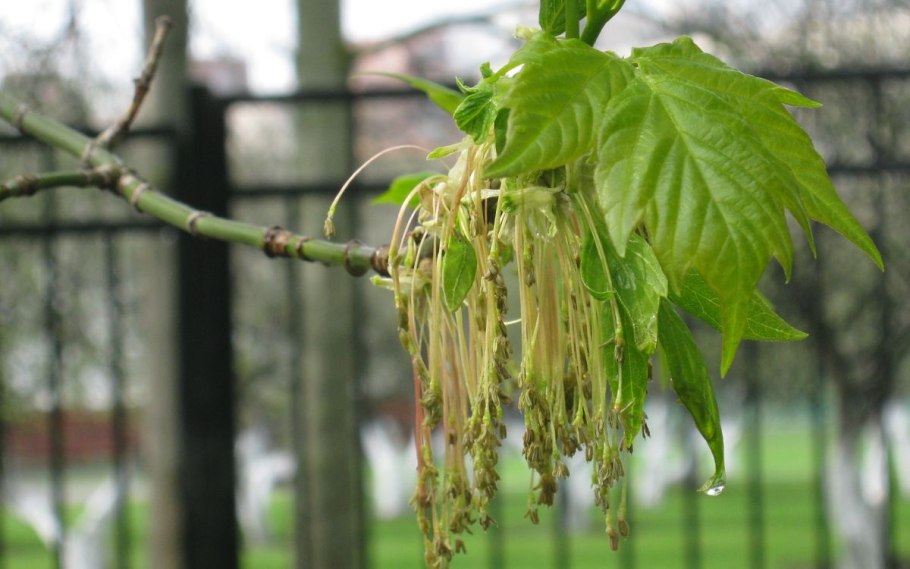 Клен боярышниколистный