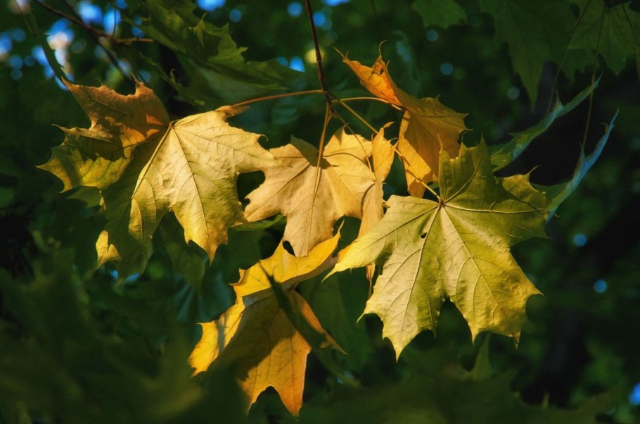 Клен - боярышнико листный