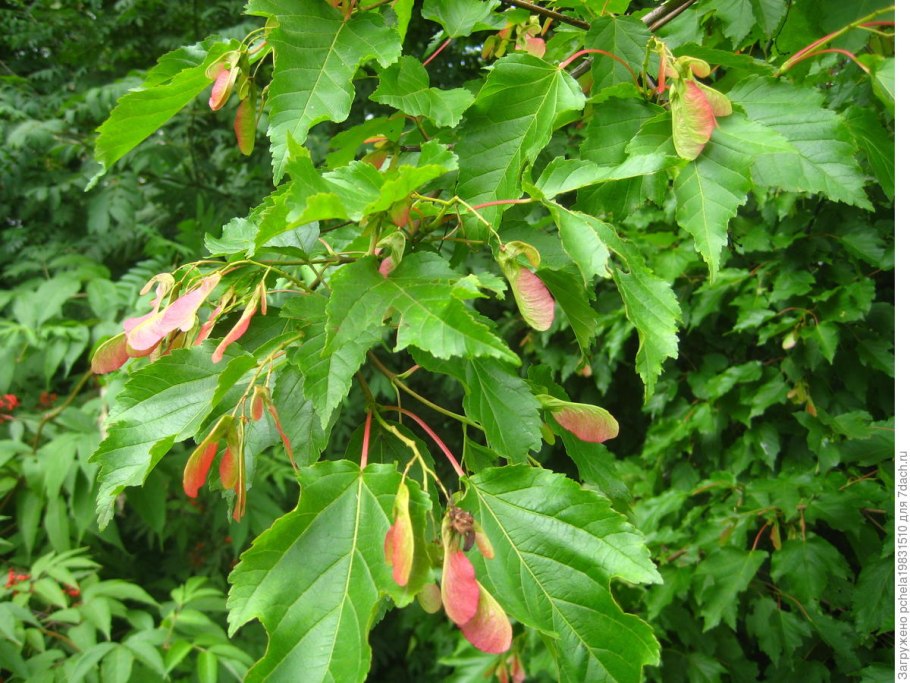 Клен Сосновского