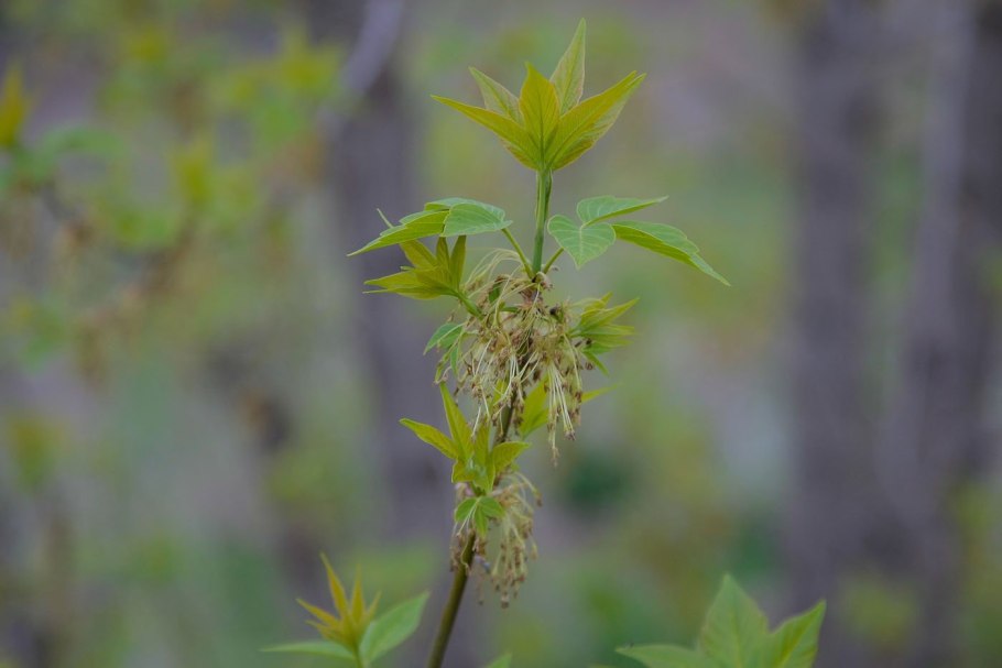 Клен Acer palmatum Atropurpureum
