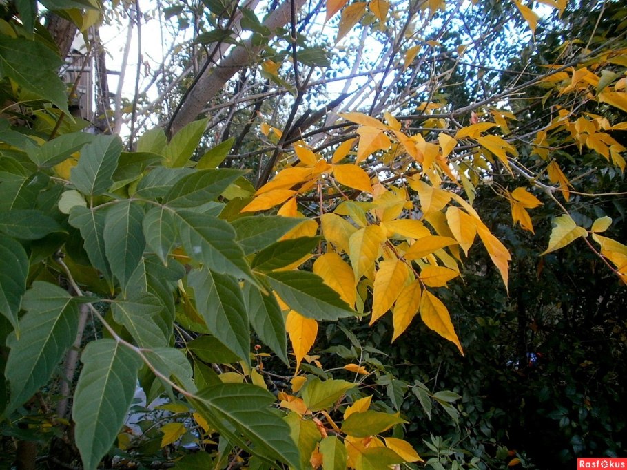 Американский клен кусты осень