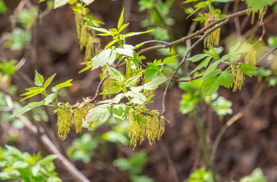 Acer platanoides 'stollii'