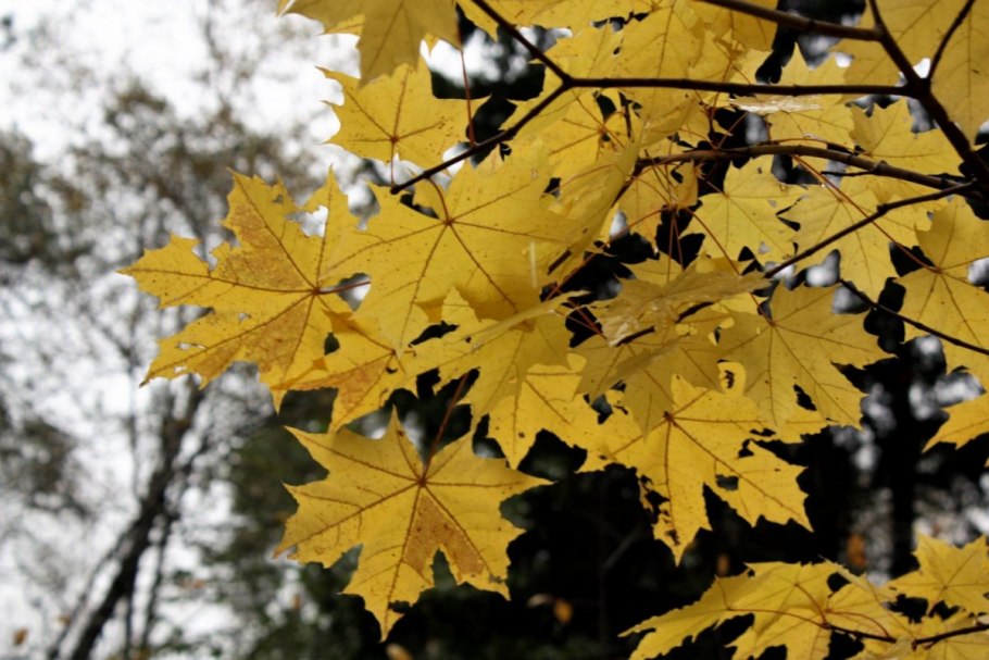 Цветущий клен остролистный