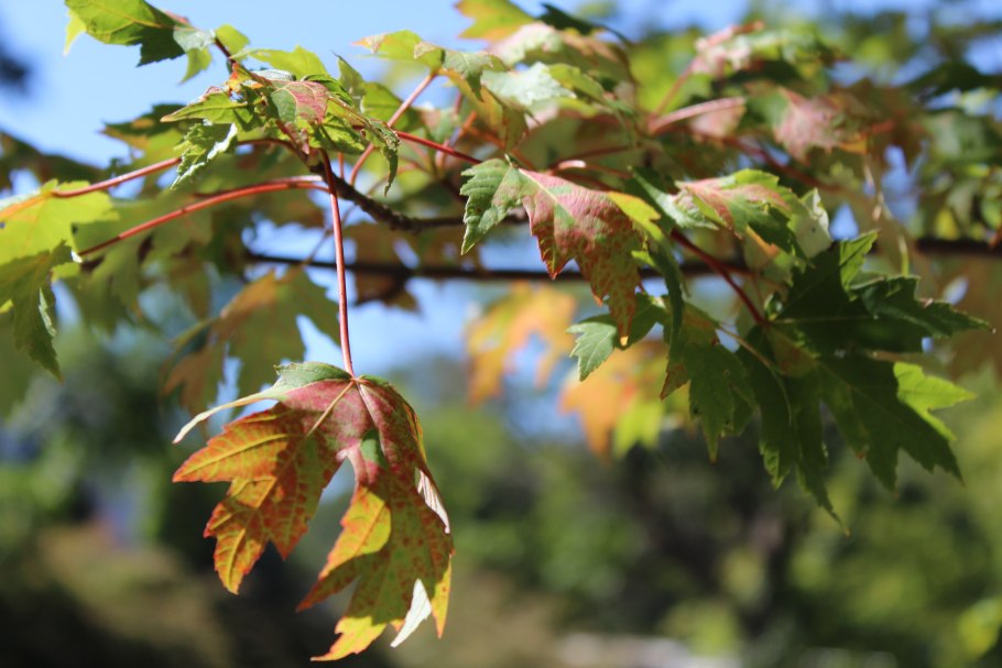 Клен ясенелистный древесный сорняк