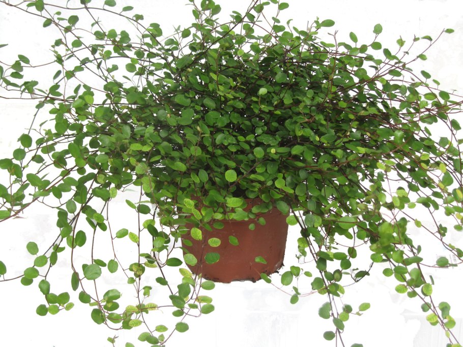Ампельное растение мюленбекия