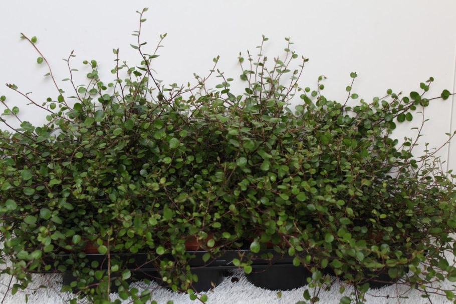 Мюленбекия ампельная