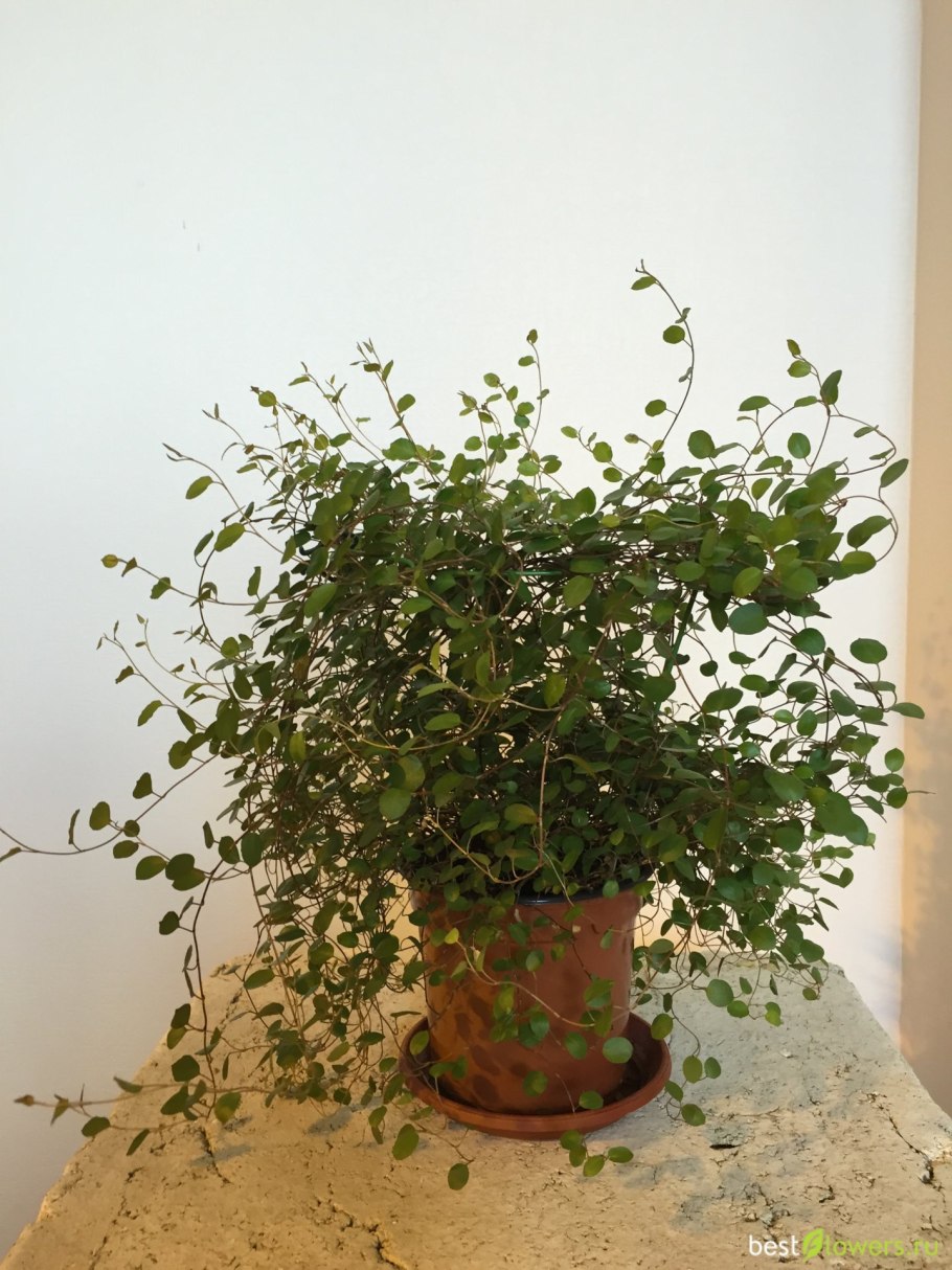 Мюленбекия аксиларис