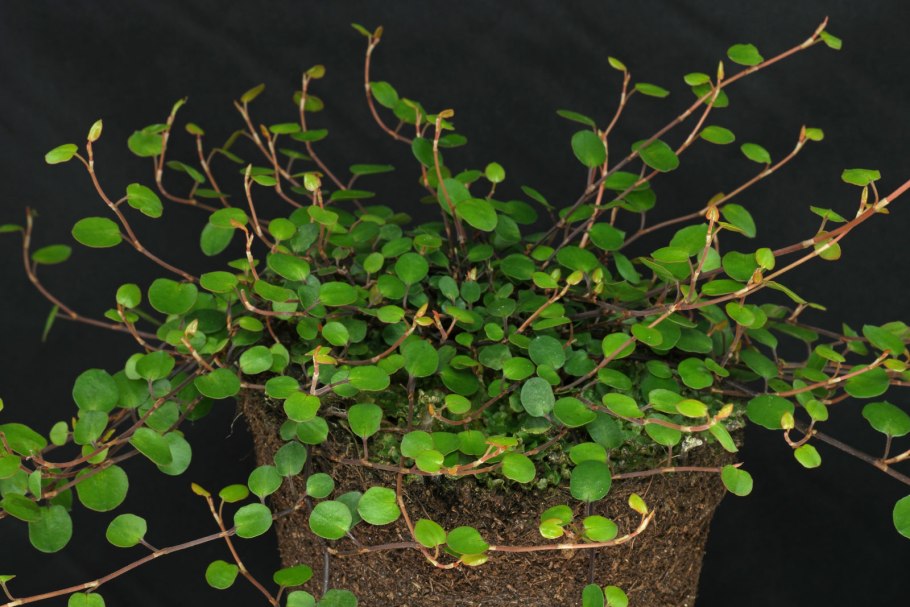 Мюленбекия ампельная