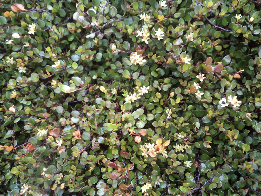 Мюленбекия аксиларис