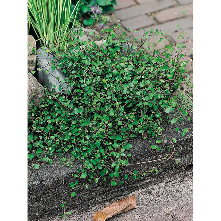 Мюленбекия сушеная