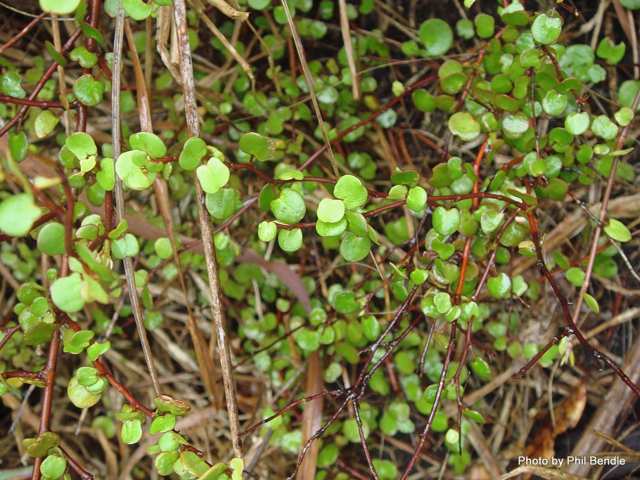 Мюленбекия 'complexa