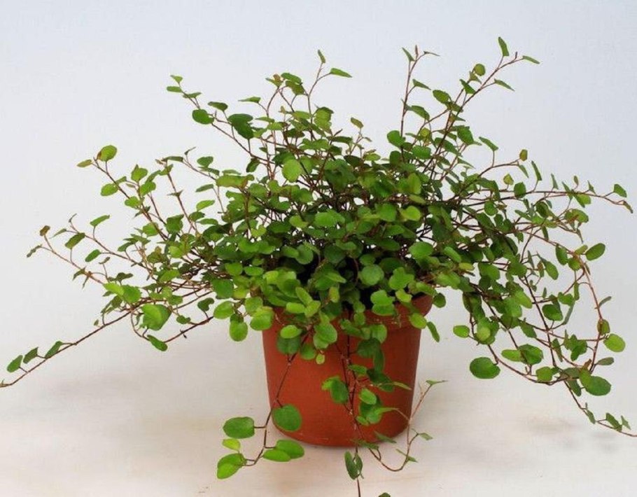 Мюленбекия цветение