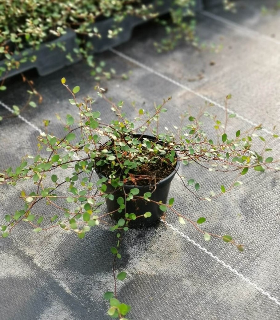 Мюленбекия ампельная