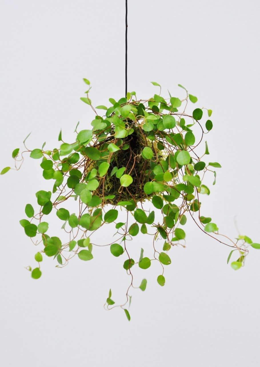 Muehlenbeckia platyclada