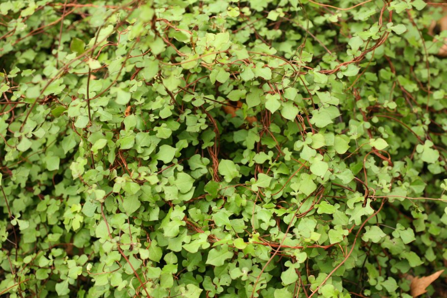 Мюленбекия крупнолистная