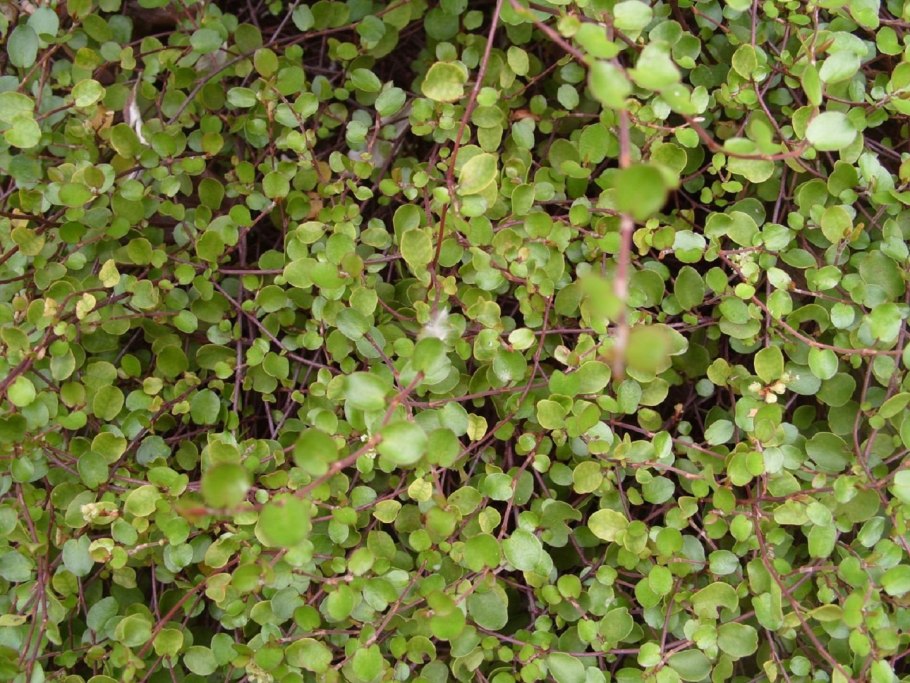 Мюленбекия плосковеточная