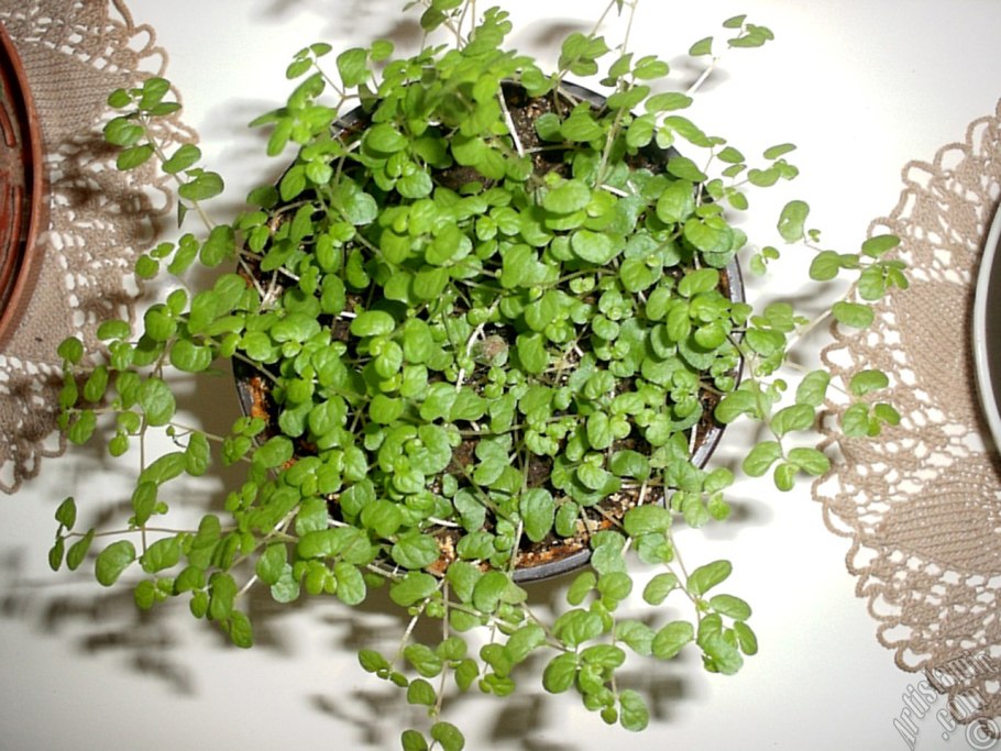 Мюленбекия ПАЗУШНАЯ