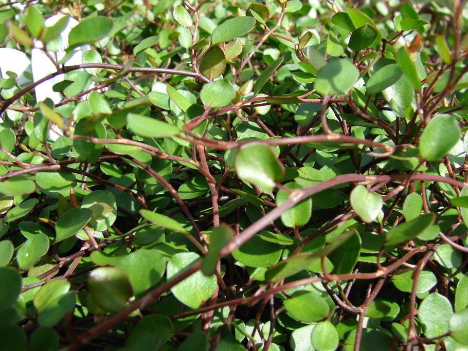 Мюленбекия крупнолистная