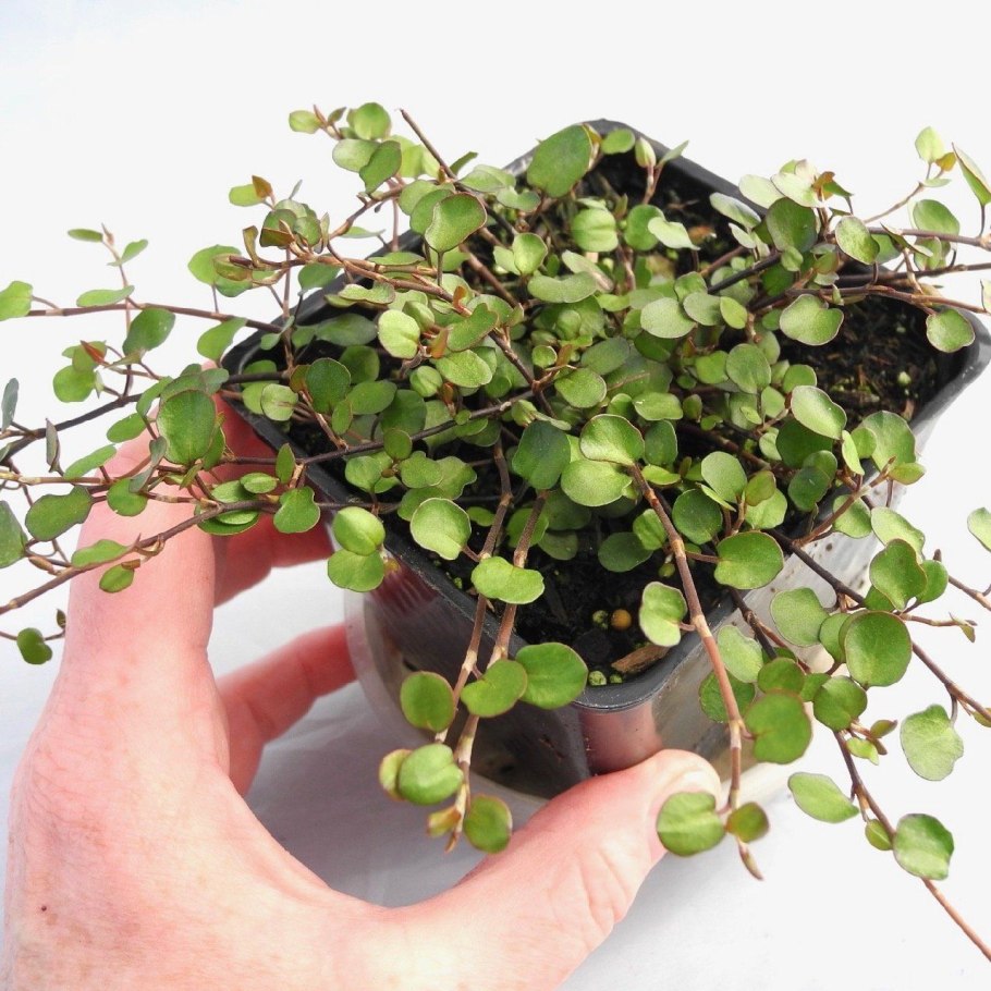 Мюленбекия крупнолистная