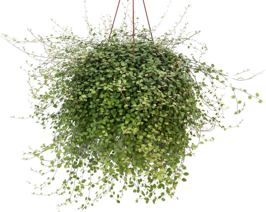 Мюленбекия Mix