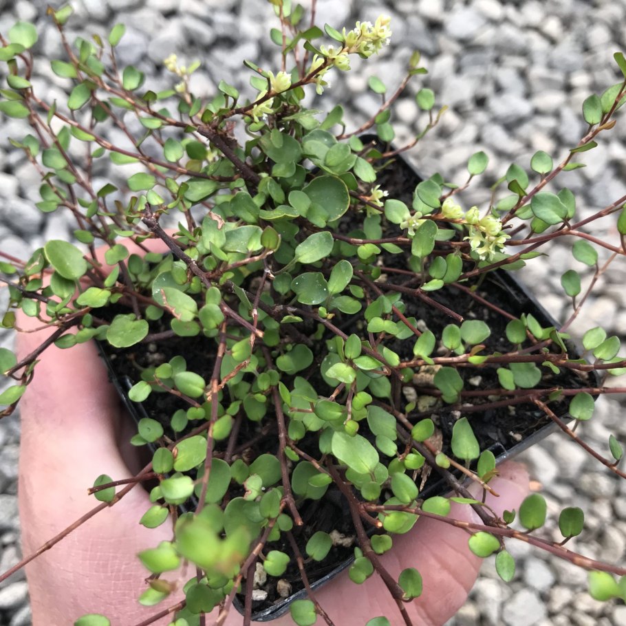 Мюленбекия крупнолистная