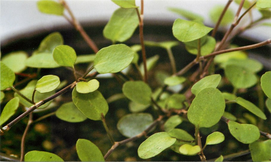 Мюленбекия ампельная