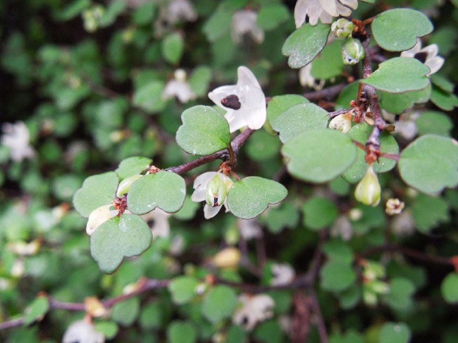 Мюленбекия ПАЗУШНАЯ