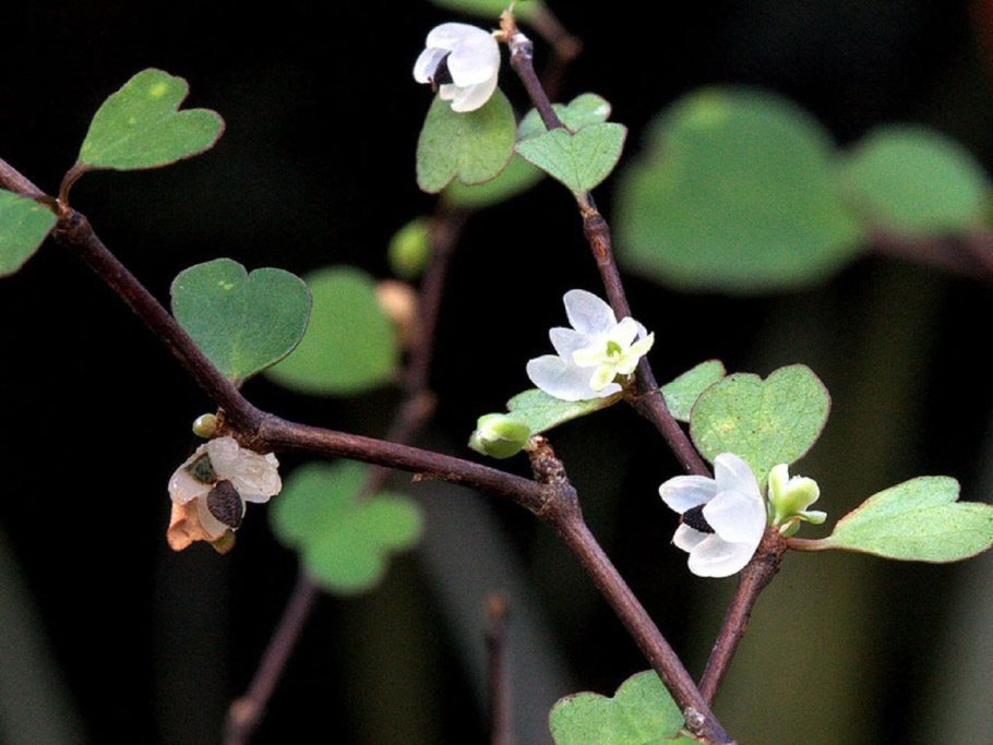 Мюленбекия ПАЗУШНАЯ