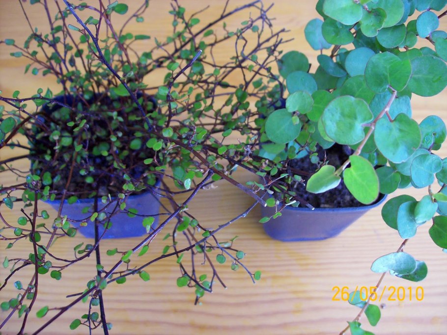 Мюленбекия охватывающая