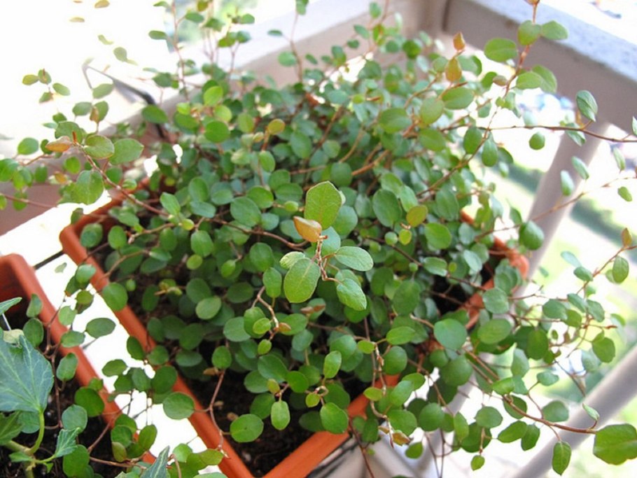 Мюленбекия цветение