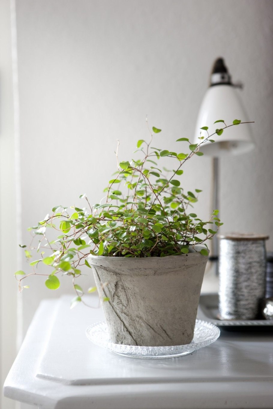 Мюленбекия цветение