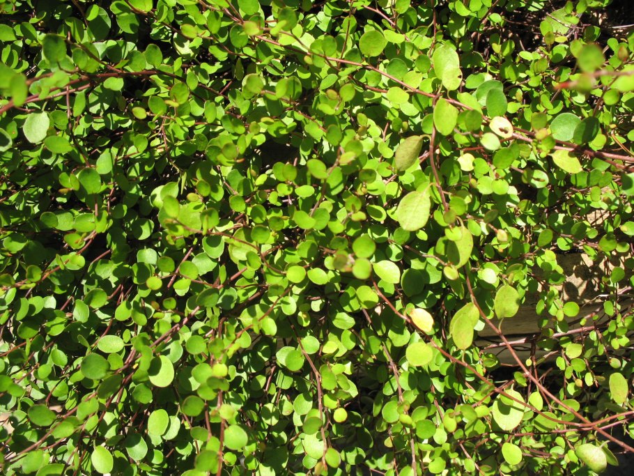 Мюленбекия ампельная