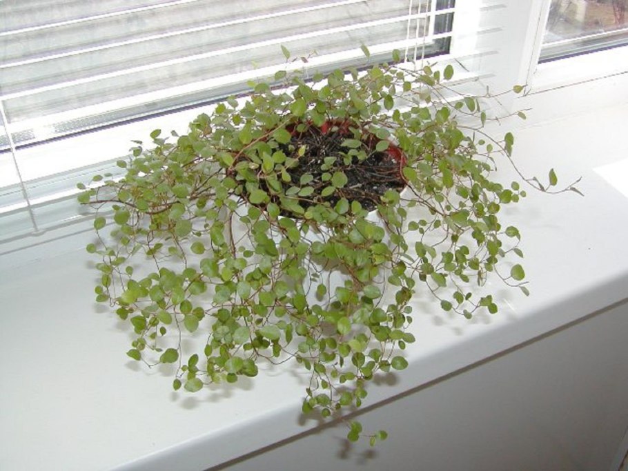 Мюленбекия плосковеточная