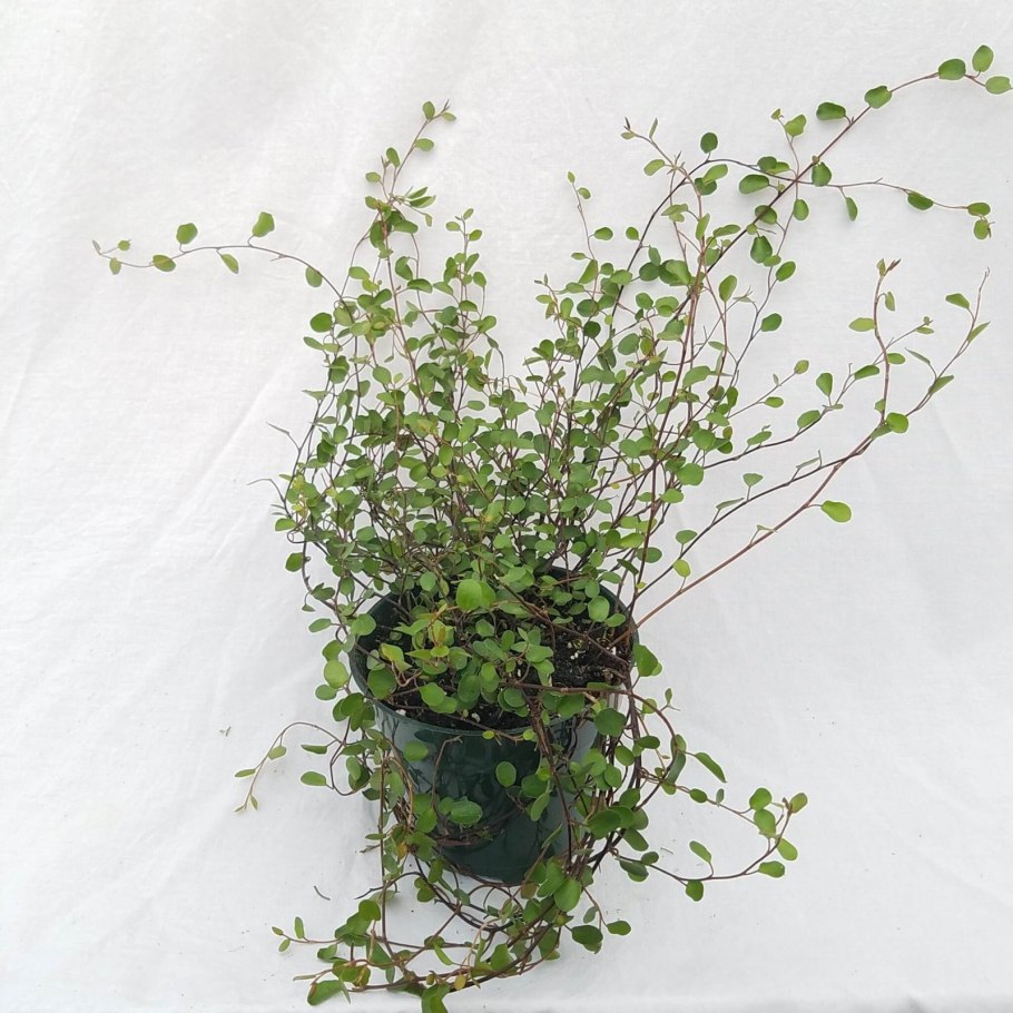 Мюленбекия крупнолистная