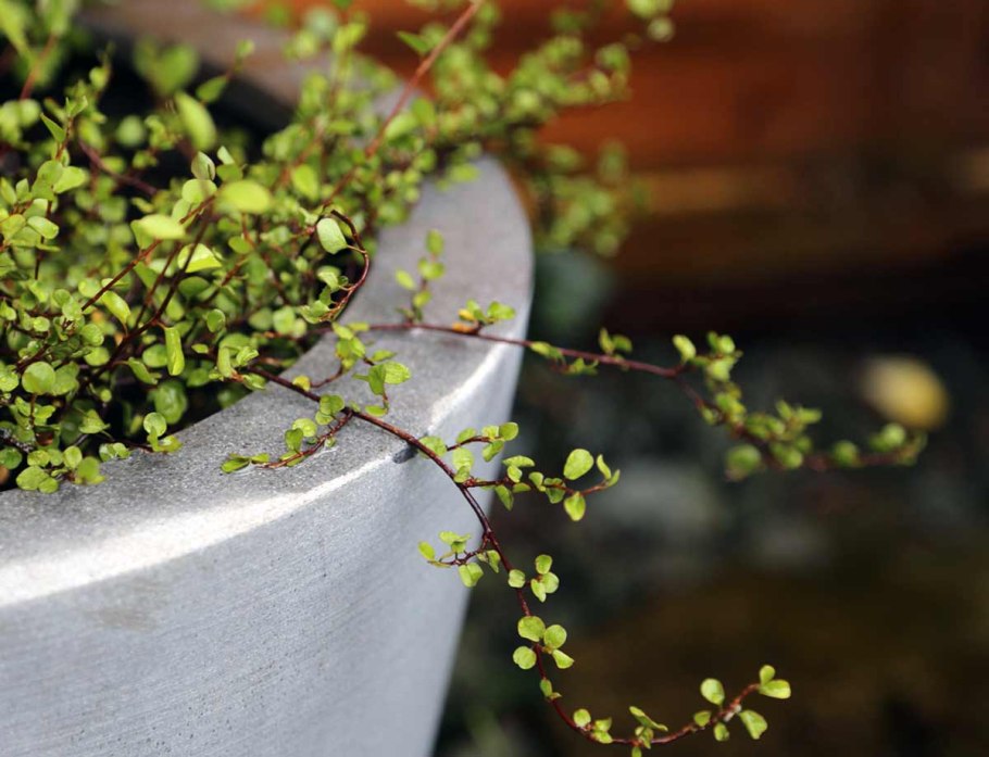 Традесканция мюленбекия