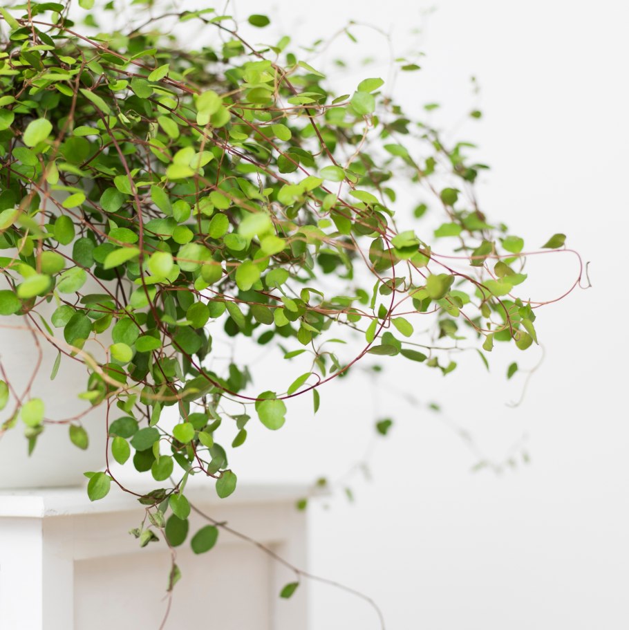 Мюленбекия ампельная