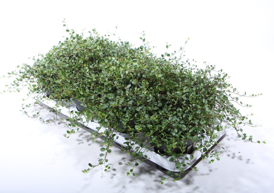 Мюленбекия австралийская