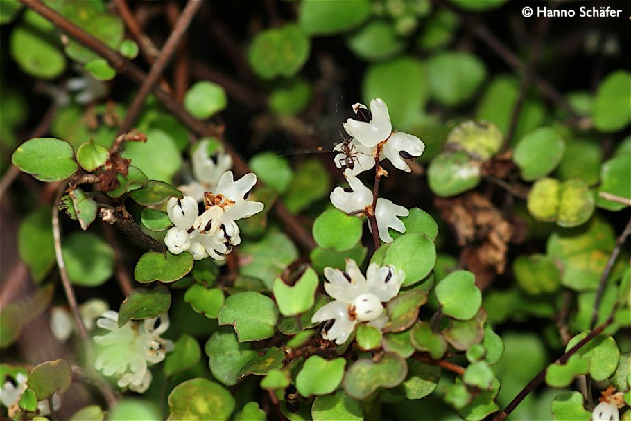 Мюленбекия австралийская