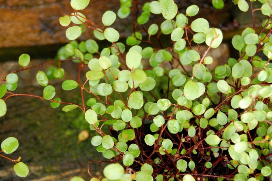 Мюленбекия крупнолистная