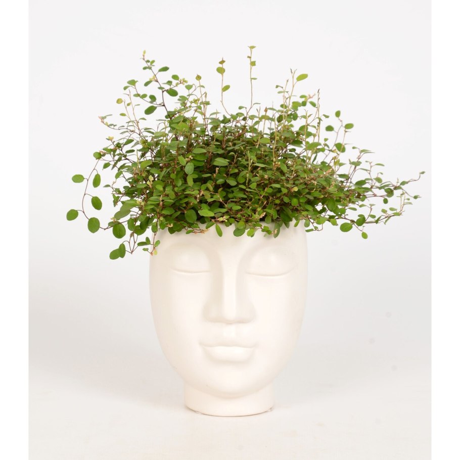 Мюленбекия ПАЗУШНАЯ