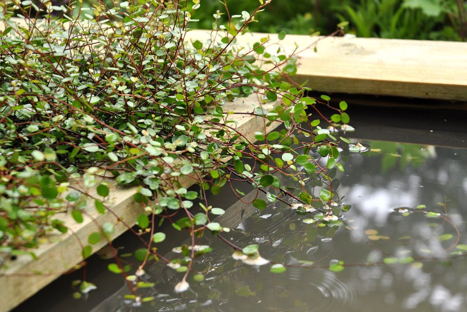 Мюленбекия цветение