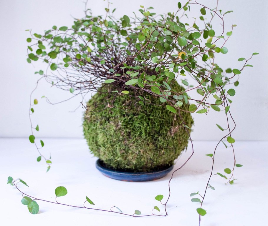 Мюленбекия смесь укорененные черенки